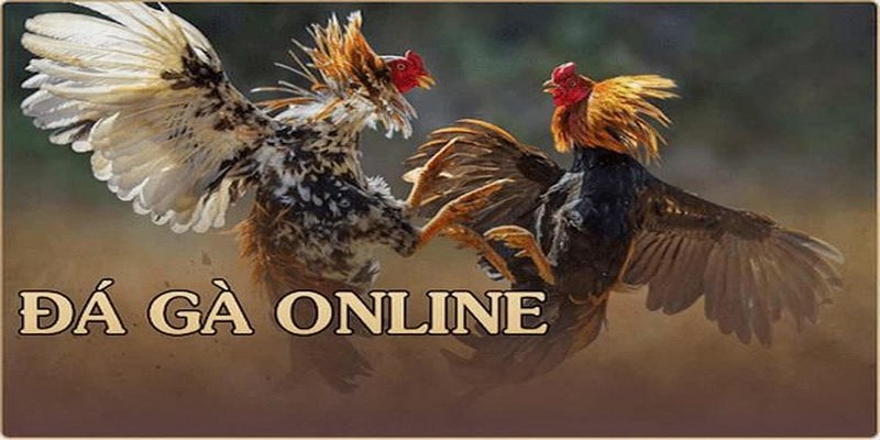 Cẩm nang tham gia cược đá gà 23WIN hiệu quả